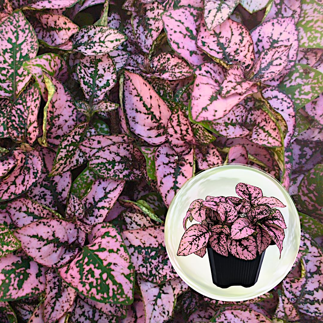 4-Pack Polka Dot Live Houseplant Collection