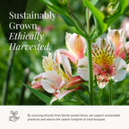 24-Stem Multicolored Alstroemeria Bouquet