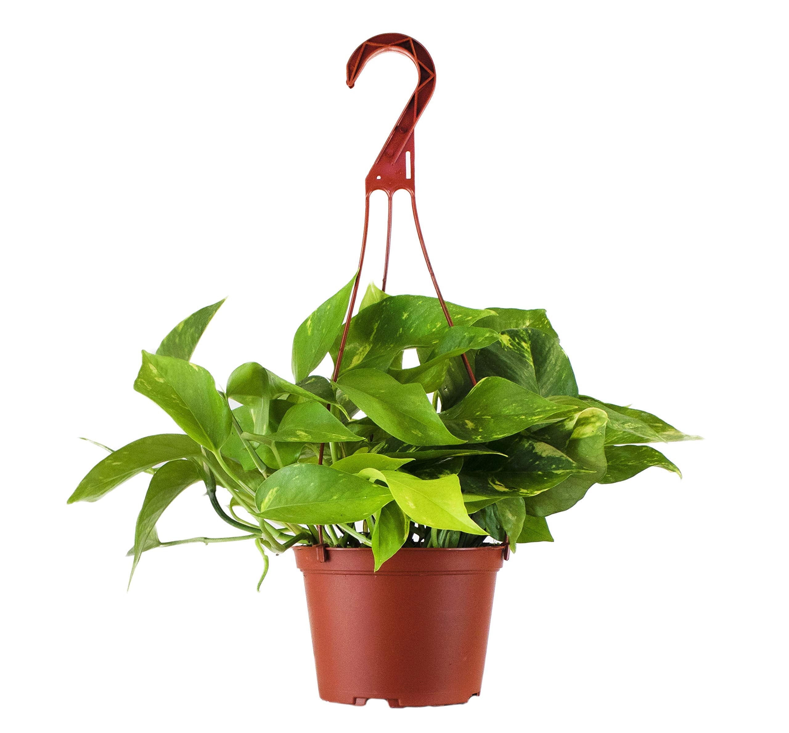 Shop Succulents Queen Fern Plant, Hanging Live Indoor Plant