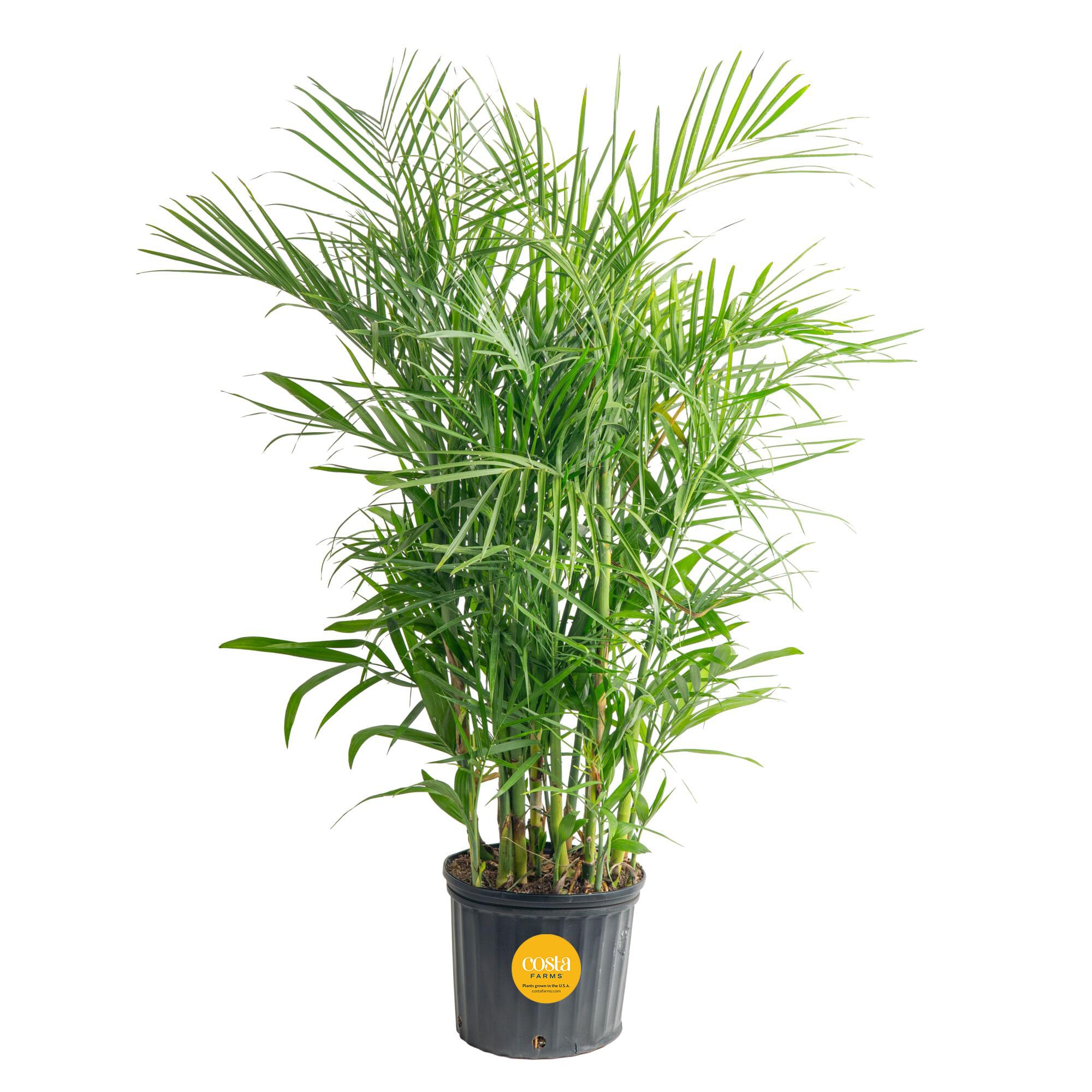 Costa Farms Cat Palm Live Plant in Decorative Pot