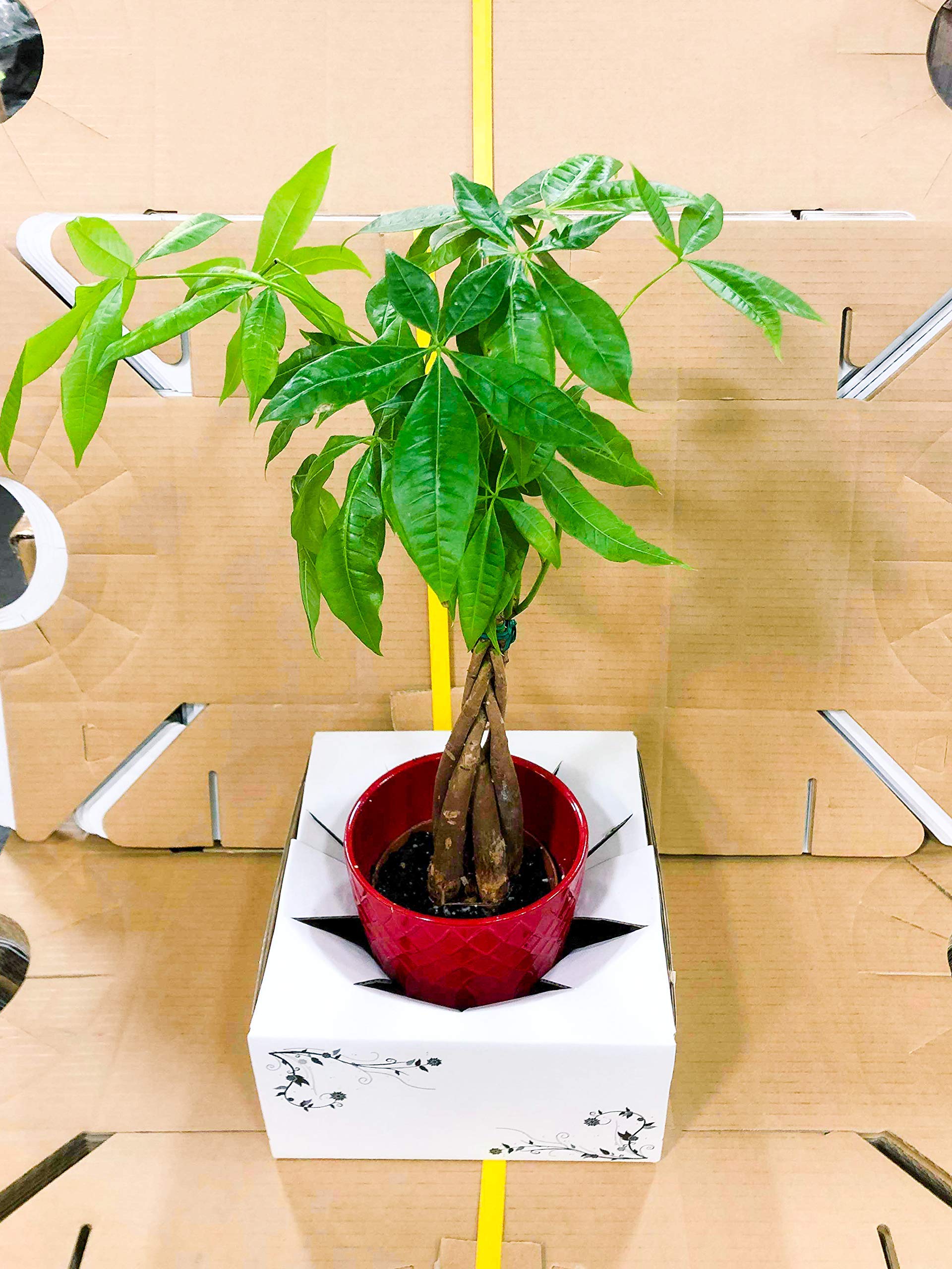 Cardboard Boxes for Delivery - Vase Boxes (8"x 8"x 4") - Sell in Bundle of 10 or 50