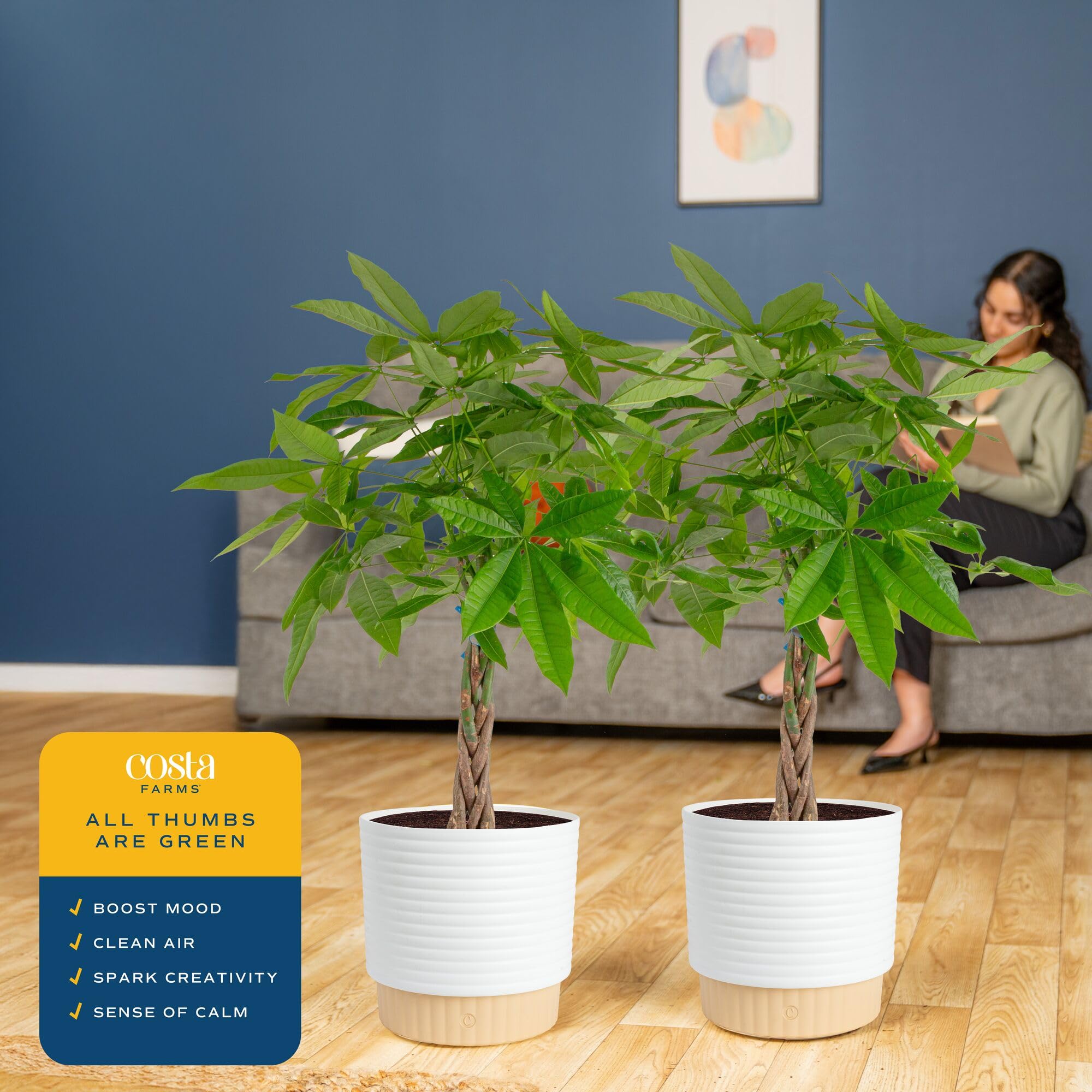 Costa Farms Money Tree Small Easy to Grow Live Indoor Plant