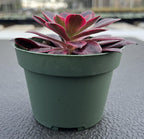 4inch Live Succulent