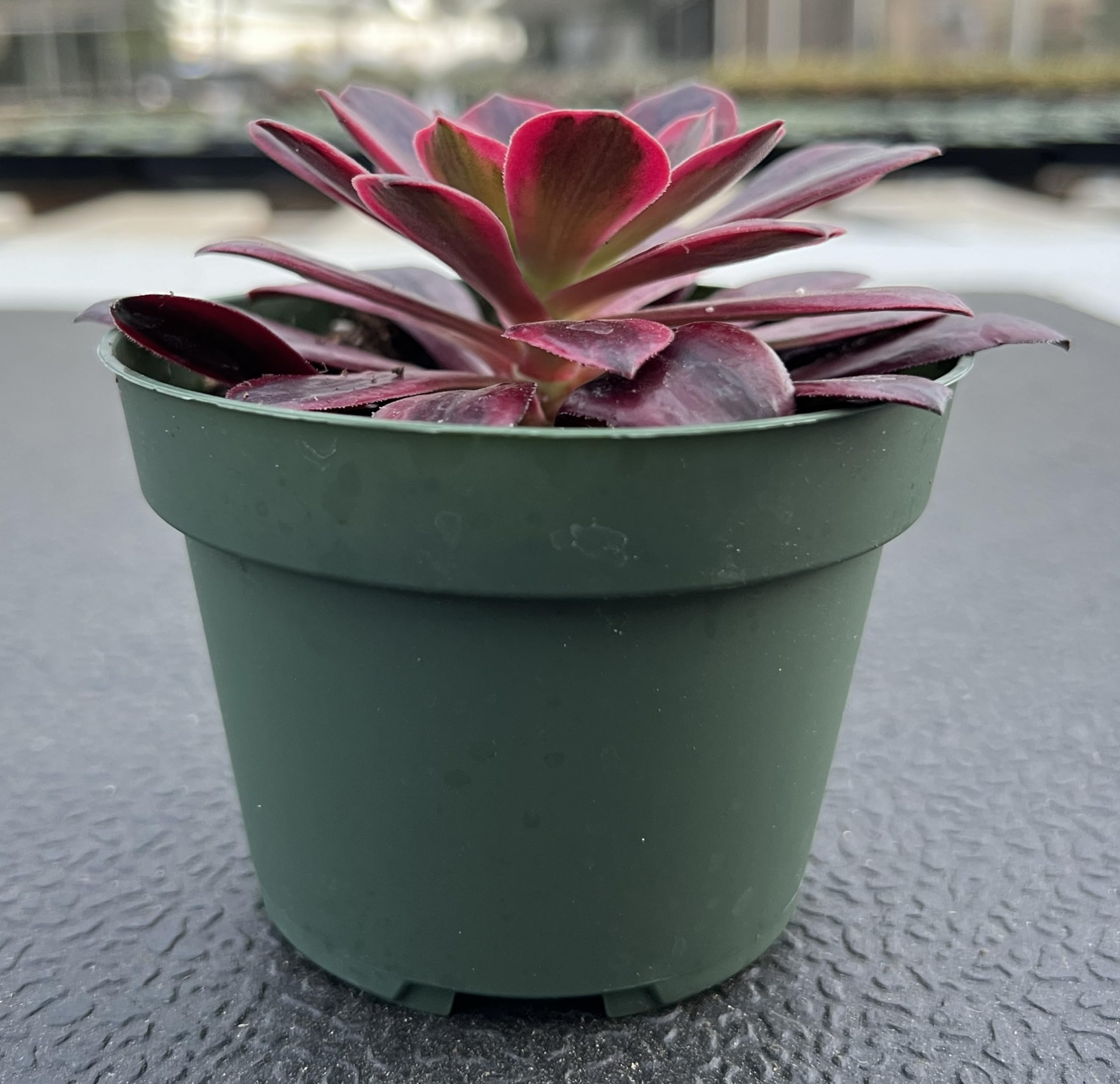 4inch Live Succulent