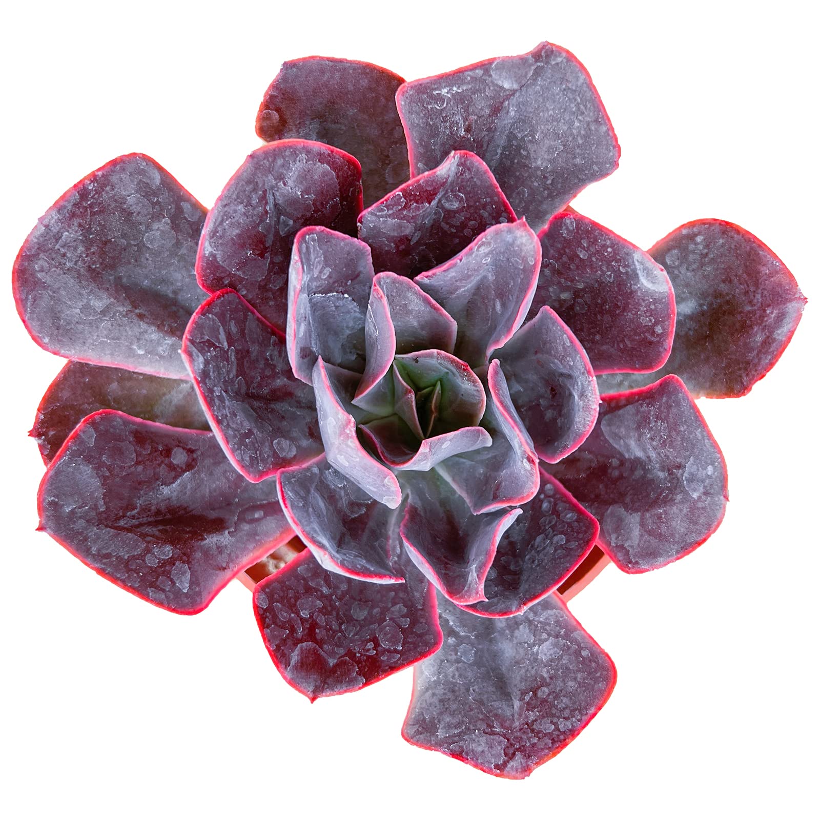 4inch Live Succulent