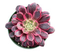 4inch Live Succulent