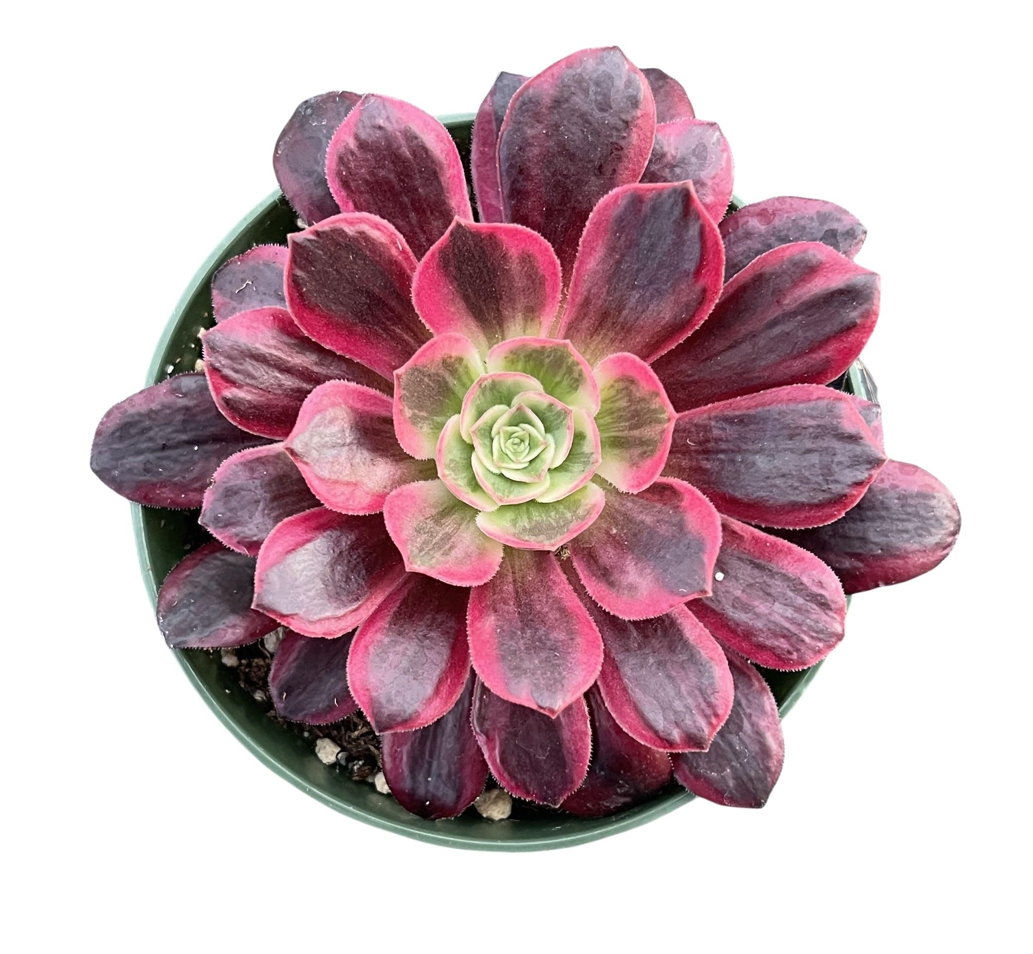4inch Live Succulent