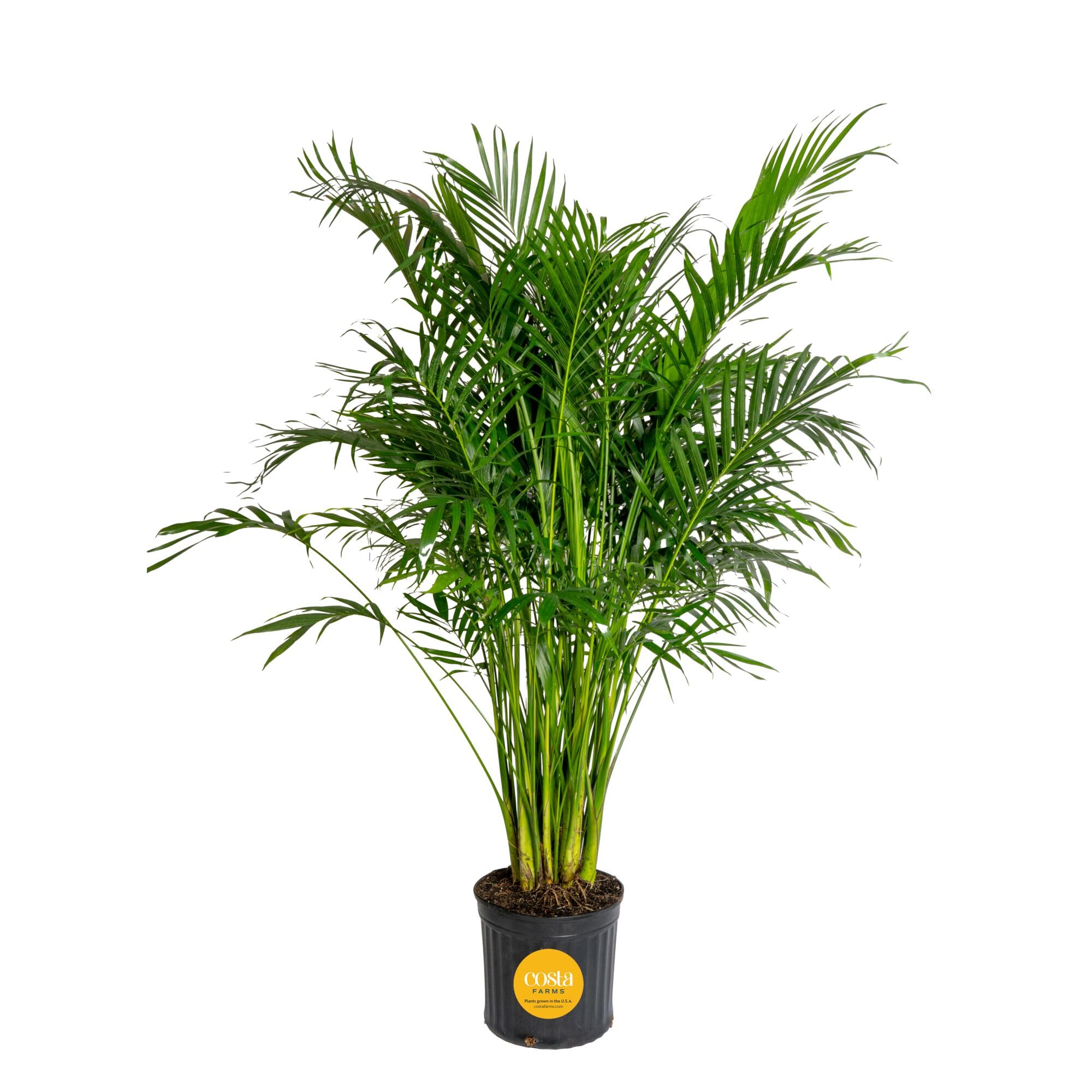 Costa Farms Cat Palm Live Plant in Decorative Pot