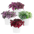 4-Pack Polka Dot Live Houseplant Collection