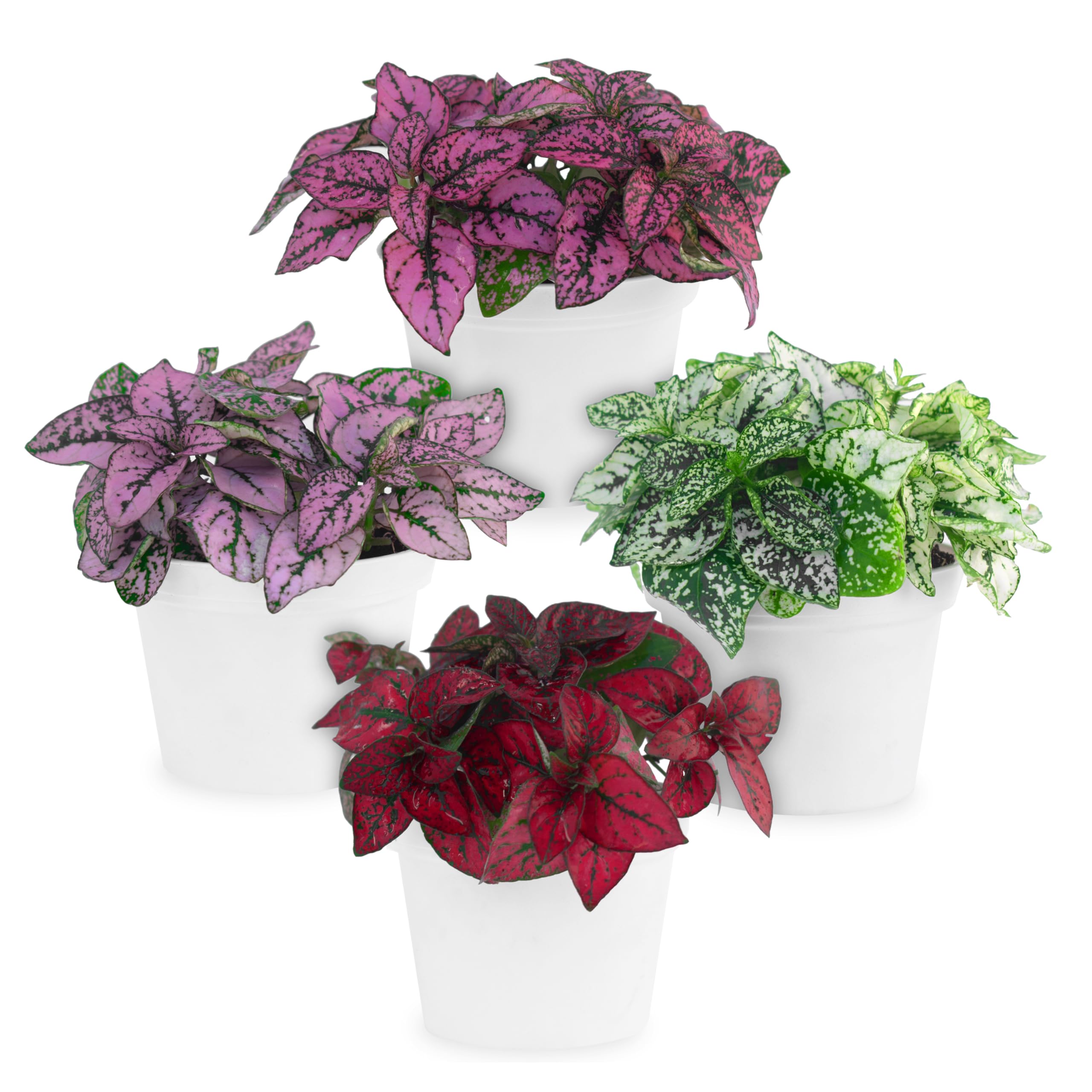 4-Pack Polka Dot Live Houseplant Collection
