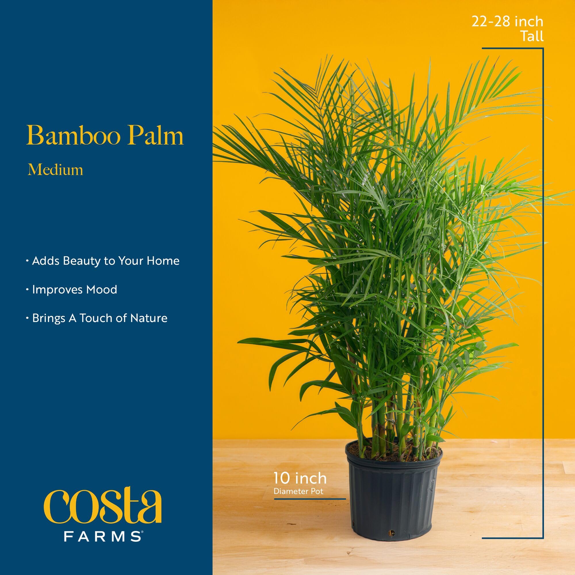 Costa Farms Cat Palm Live Plant in Decorative Pot