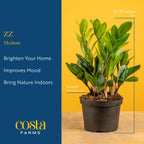 Costa Farms