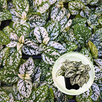 4-Pack Polka Dot Live Houseplant Collection