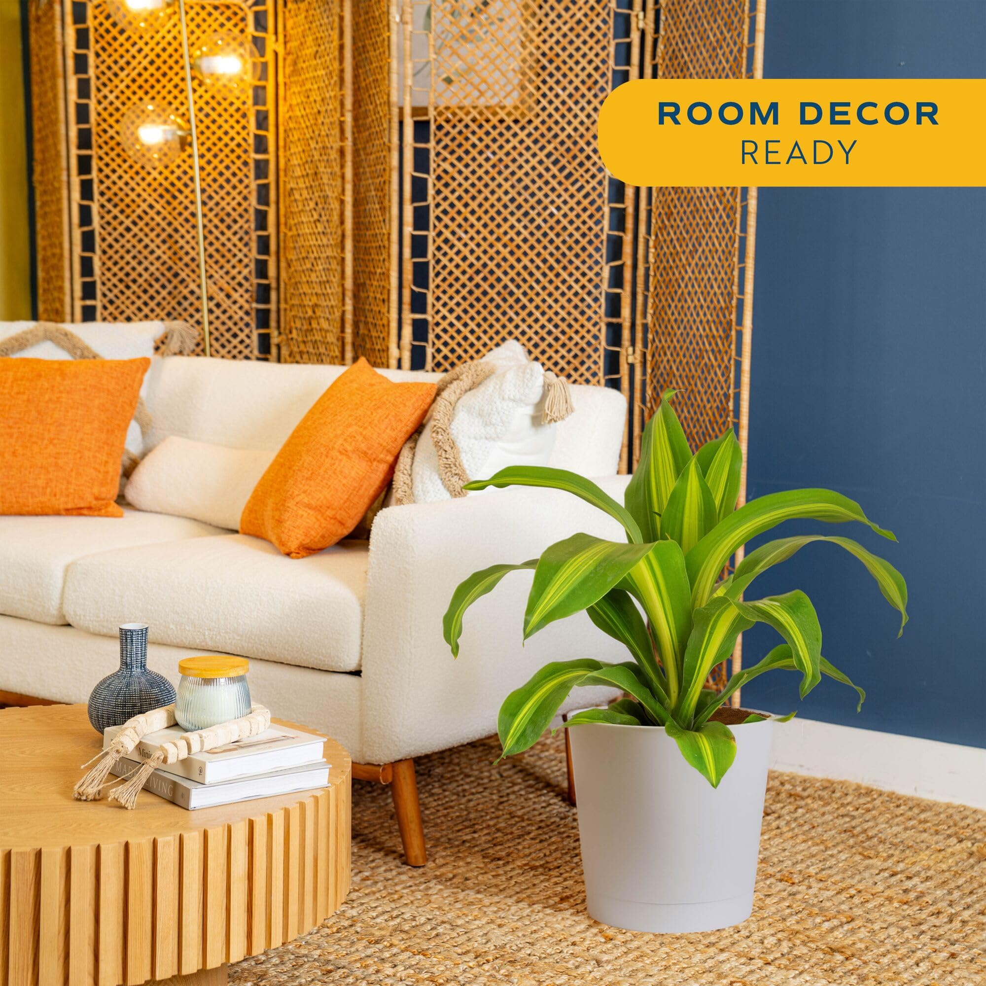 Costa Farms Dracaena Mass Cane Extra Large Live Indoor Plant