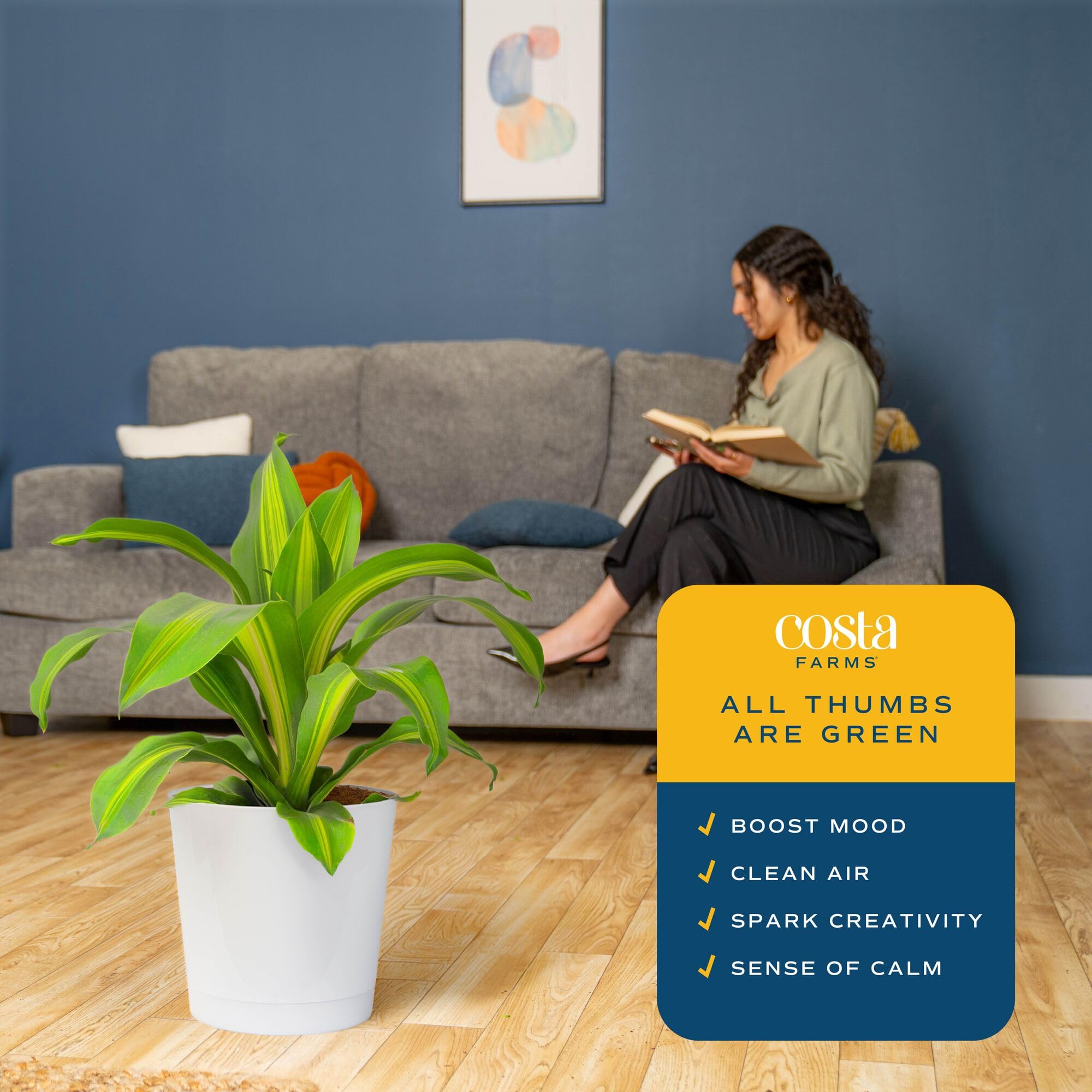 Costa Farms Dracaena Mass Cane Extra Large Live Indoor Plant