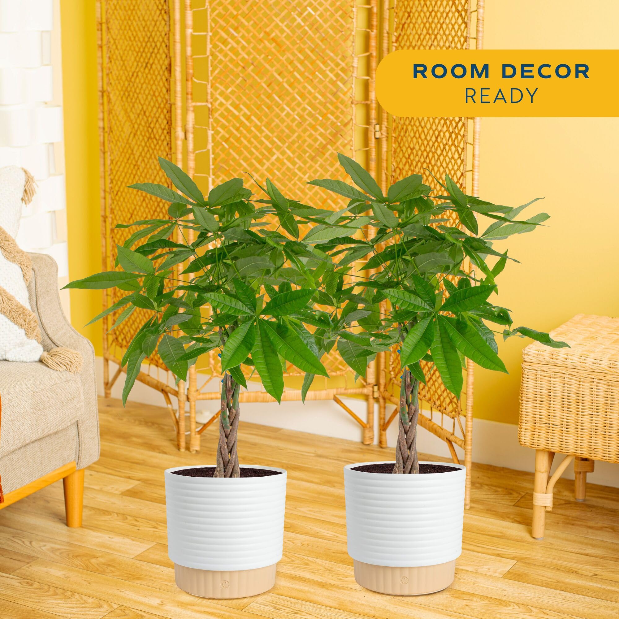 Costa Farms Money Tree Small Easy to Grow Live Indoor Plant