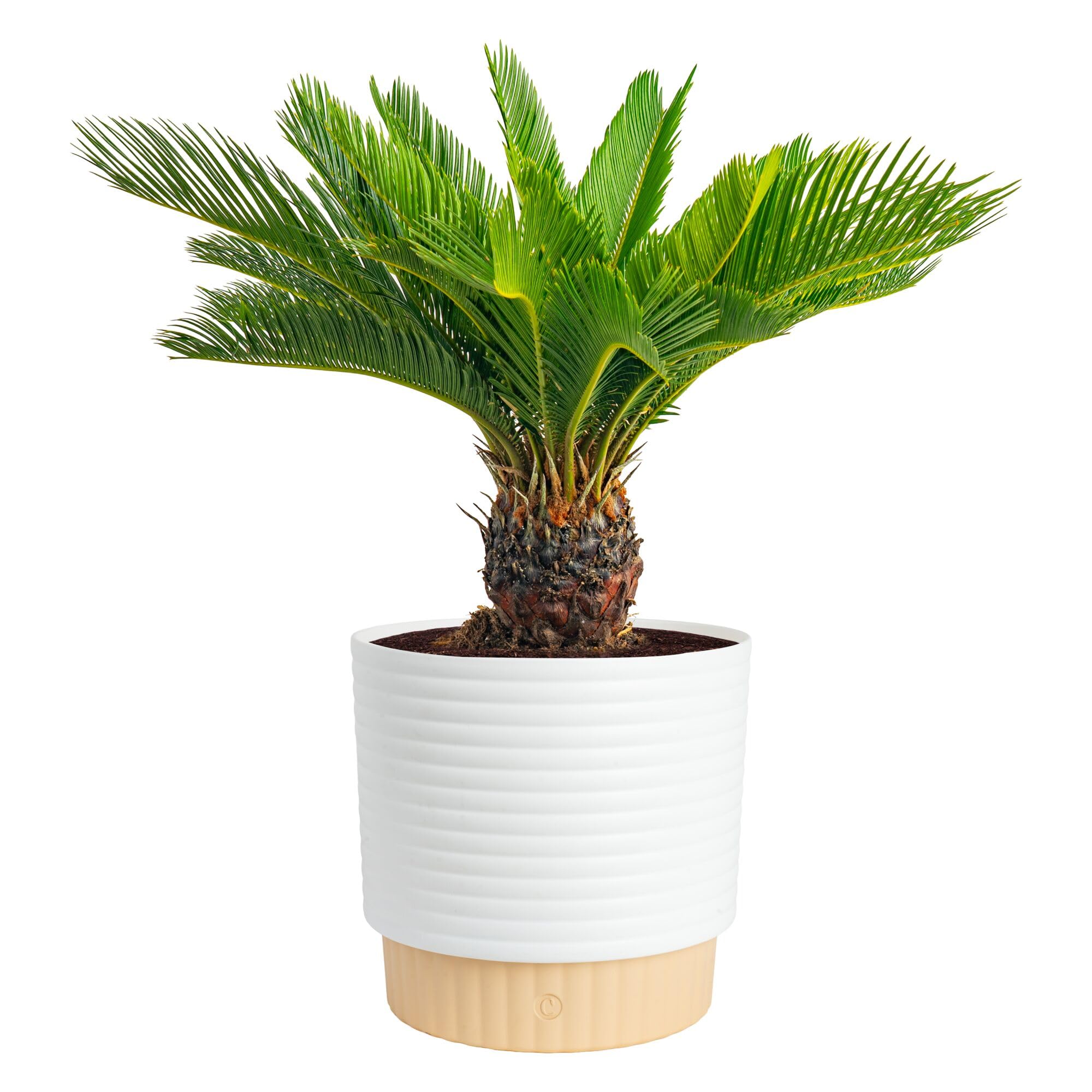Costa Farms Cat Palm Live Plant in Decorative Pot