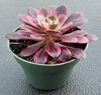 4inch Live Succulent