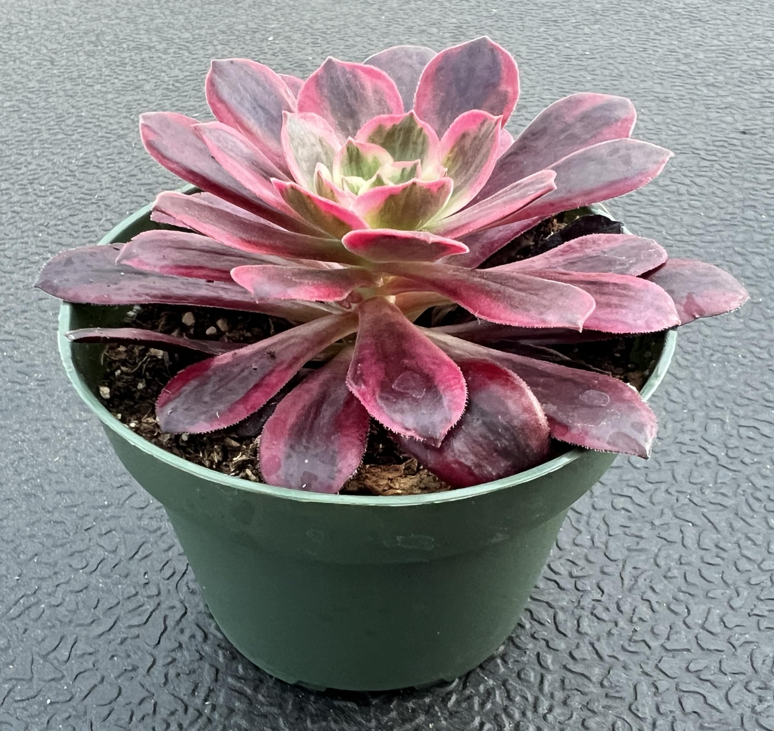 4inch Live Succulent