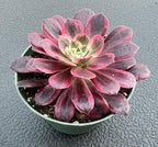 4inch Live Succulent