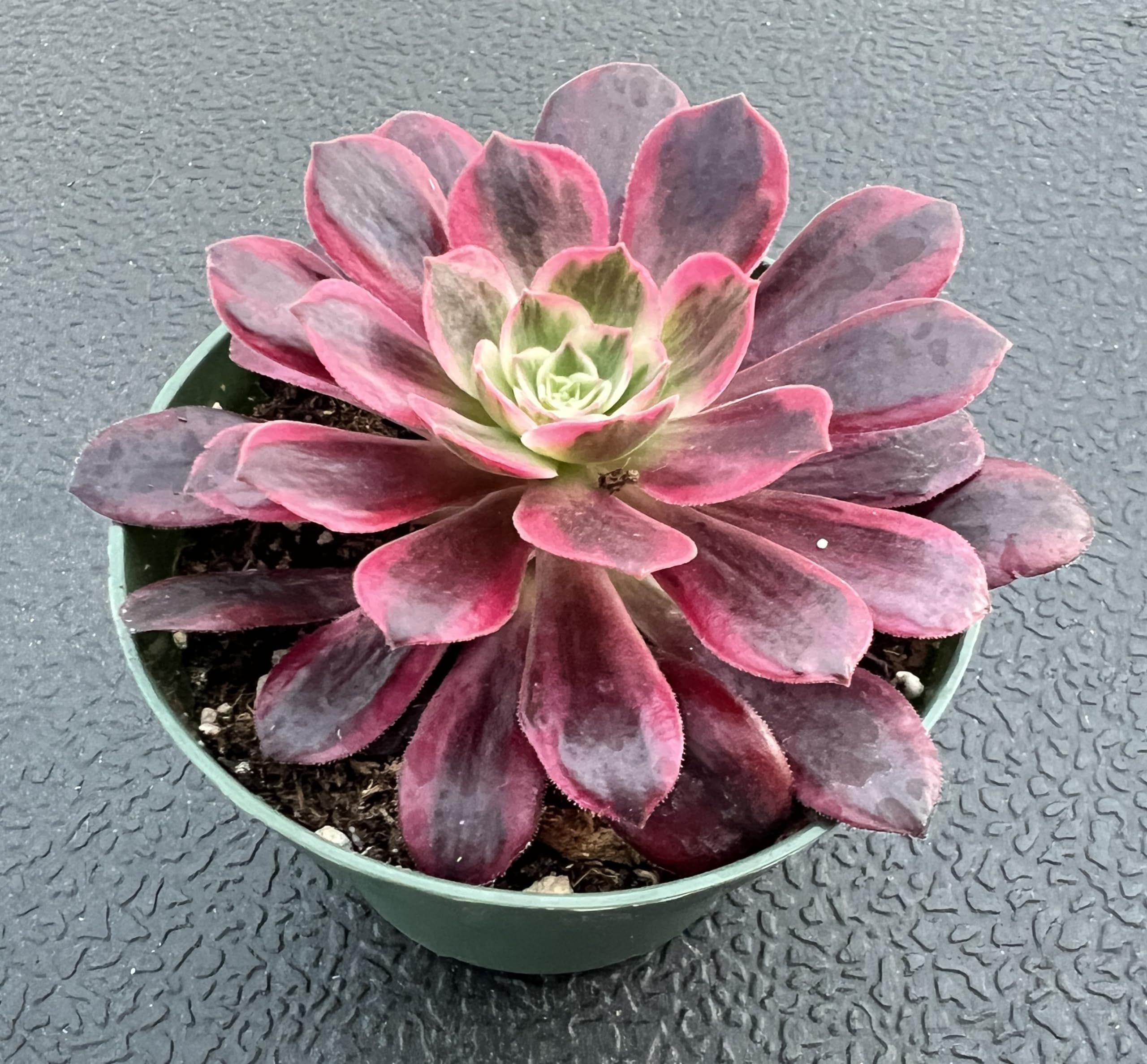 4inch Live Succulent