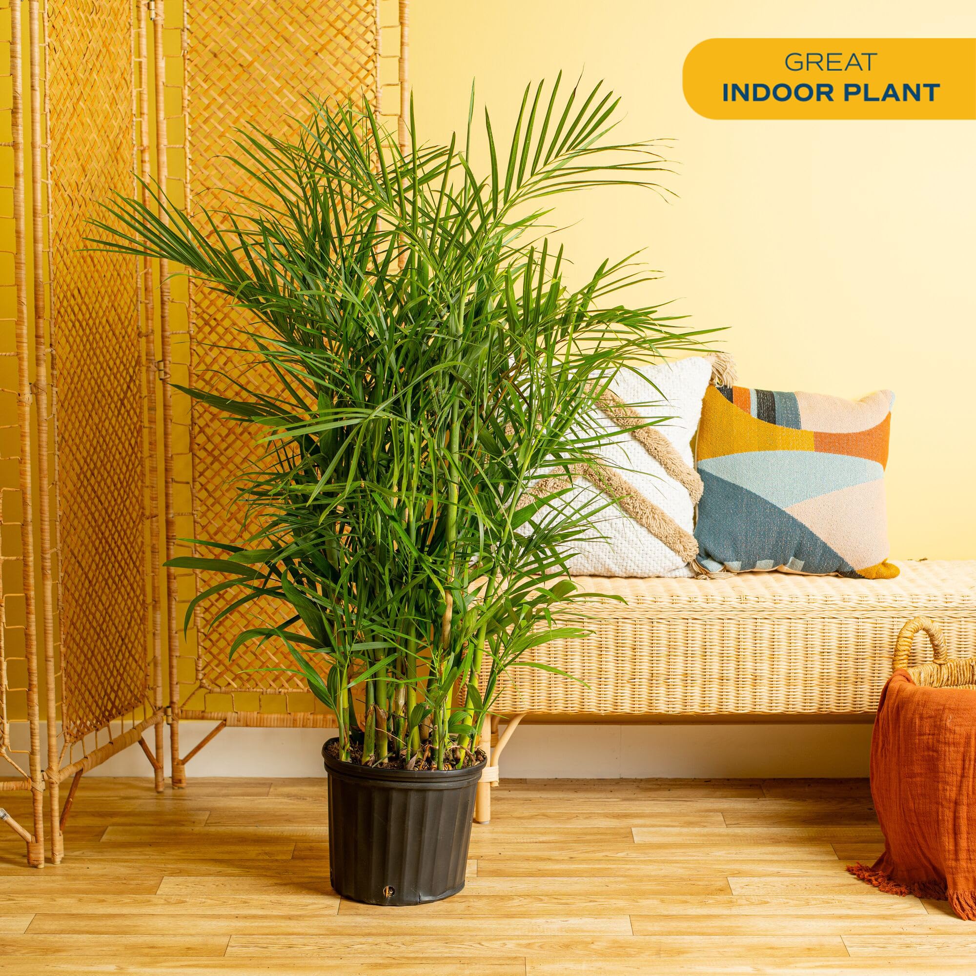 Costa Farms Cat Palm Live Plant in Decorative Pot