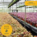 Costa Farms