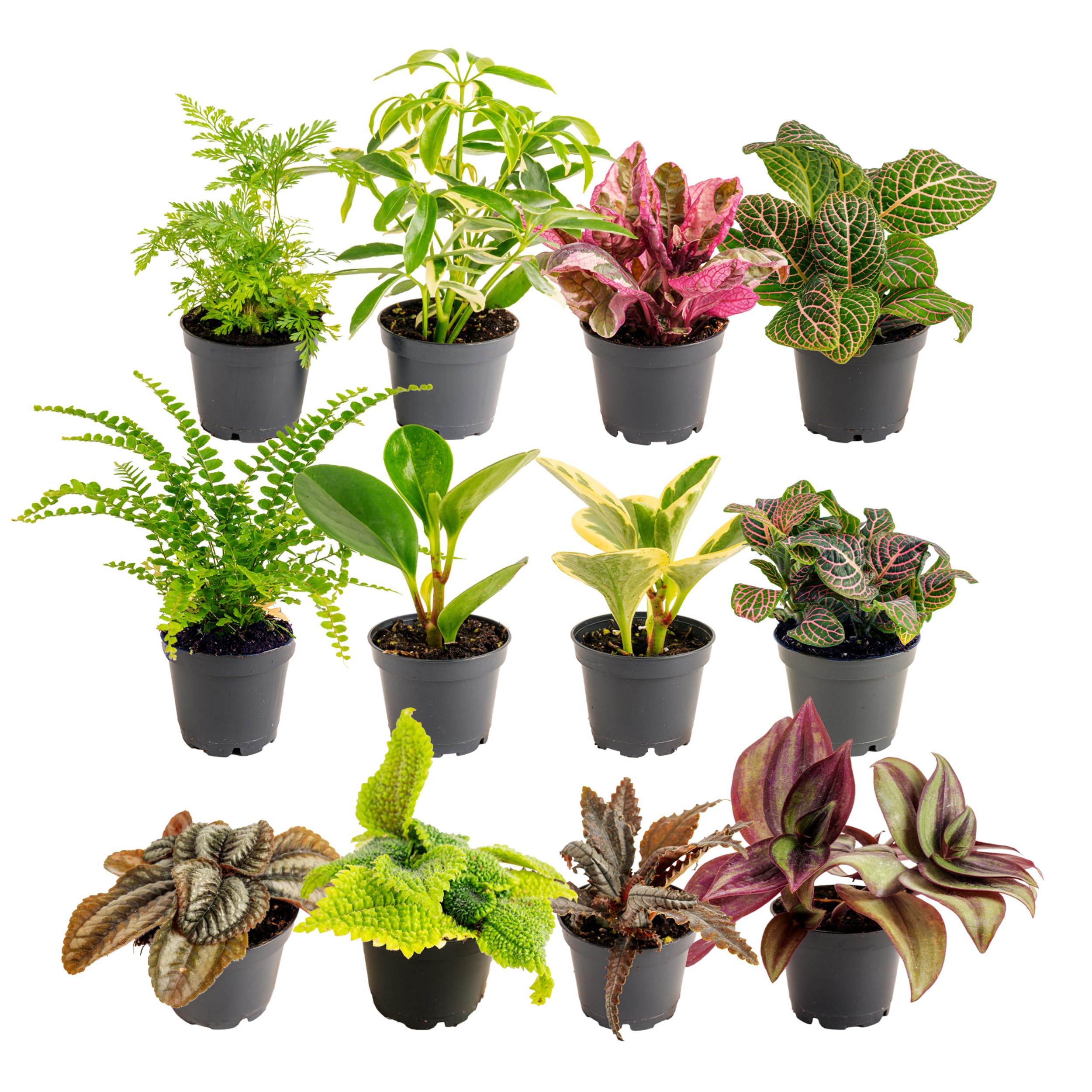 Costa Farms Live Plants (3 Pack), Grower's Choice in Home Décor Indoors Plant Pots Décor